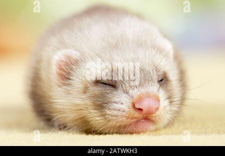 Ferret (Mustela putorius furo). Giovane (5 settimane) che dorme su un tappeto. Germania Foto Stock