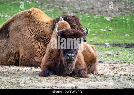 Bufalo americano noto come bisonti, Bos bison negli zoo Foto Stock