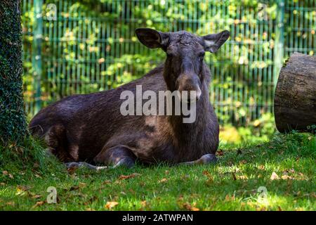 Unione alci, Alces alces, noto anche come l'alce Foto Stock