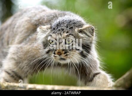 Manul o Pallas's Cat, otocobus manul, Adulti in piedi su Branch Foto Stock