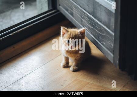 Piccolo gattino arancione con occhi blu Foto Stock