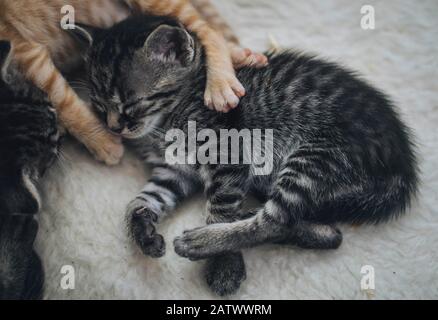 Carino piccolo gattino bianco e nero Foto Stock