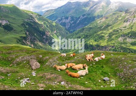 Gruppo di vacche sono in appoggio su un pascolo verde su uno sfondo di montagne, Alpi austriache, Grossglockner Strada alpina Foto Stock