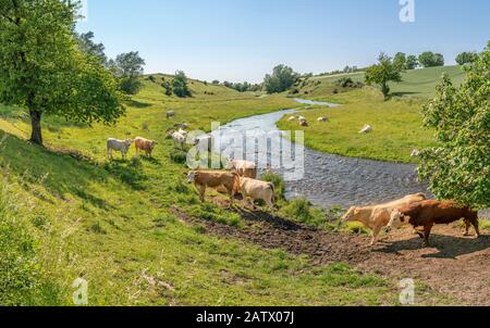 Mucche pascolare in un bellissimo paesaggio pastorale da un piccolo fiume, Osterlen, Skane, Svezia. Scandinavia. Foto Stock