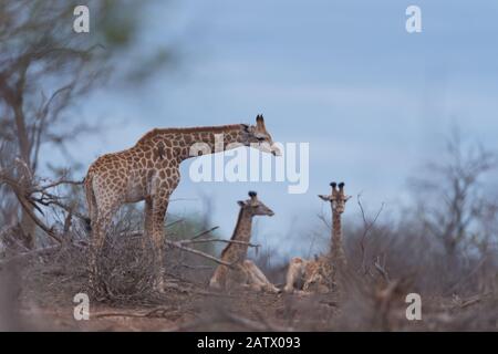 Giraffe nel deserto dell'Africa Foto Stock