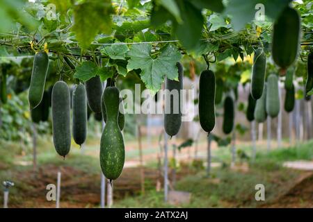 Impiccagione inverno melon pianta con fiore giallo e frutta Foto Stock