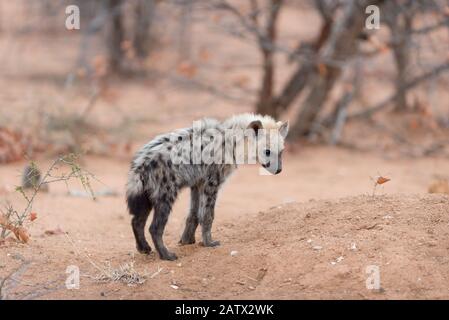 Cucciolo di iena nel deserto africano Foto Stock