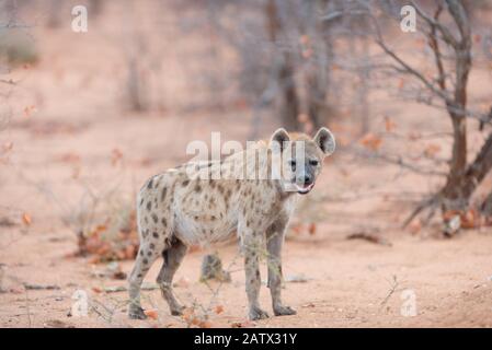 Ritratto di iena nel deserto dell'Africa Foto Stock