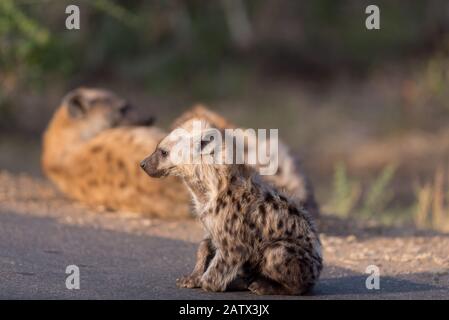 Cucciolo di iena nel deserto africano Foto Stock