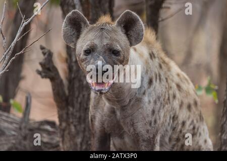 Ritratto di iena nella natura selvaggia africana Foto Stock