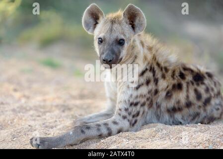 Cucciolo di iena nel deserto africano Foto Stock