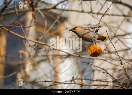 Fame mangiare waxwing apple sul ramo di un albero nel giardino di primavera. Foto Stock