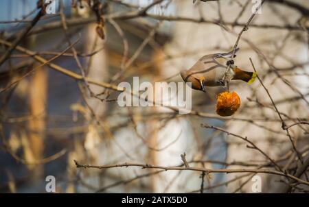 Fame mangiare waxwing apple sul ramo di un albero nel giardino di primavera. Foto Stock