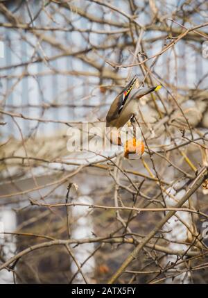 Fame mangiare waxwing apple sul ramo di un albero nel giardino di primavera. Foto Stock