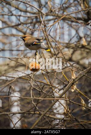 Fame mangiare waxwing apple sul ramo di un albero nel giardino di primavera. Foto Stock