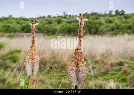 Coppia di giraffe che torreggiano sopra la prateria circostante nella Riserva di gioco privata di Nambiti (Kwazulu Natal, Sudafrica) Foto Stock