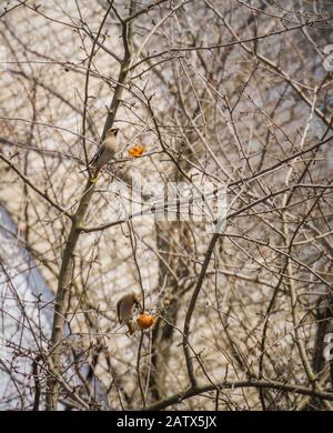 Fame mangiare waxwing apple sul ramo di un albero nel giardino di primavera. Foto Stock