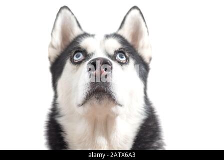 Cute cane Husky aspettare dof cibo su sfondo bianco. Il cane sta aspettando i dolcetti del cane. Foto Stock