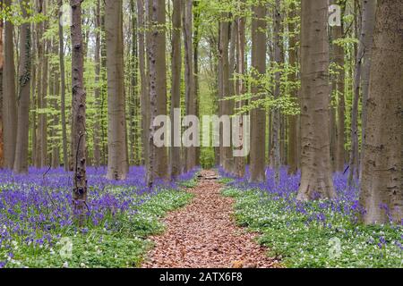 Percorso tra i bluebells nella foresta di primavera Foto Stock