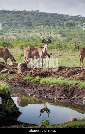 Piccola mandria di kudus da un buco di annaffiamento nella Riserva di gioco privata di Nambiti - Kwazulu Natal, Sudafrica Foto Stock