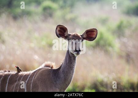 Oxpecker hitching un giro sul retro di un kudu femminile in Nambiti Private Game Reserve - Kwazulu Natal, Sudafrica Foto Stock