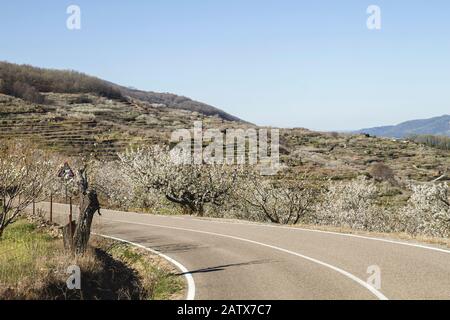 Bella fioritura di ciliegi primaverili in Valle del Jerte, Estremadura, Spagna Foto Stock