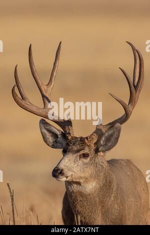 Mulattiere Cervo Buck Ritratto In Autunno Foto Stock