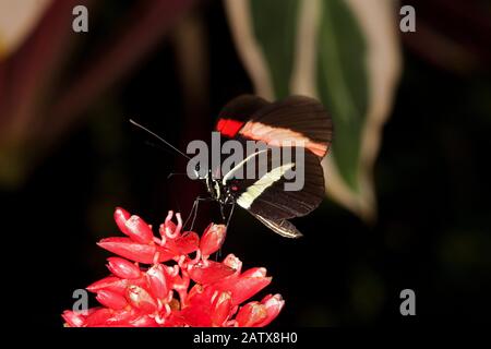 Postman Butterfly, heliconius melpomene rosina, Adult Gathering on Flower Foto Stock