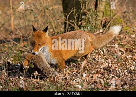 Red Fox, vulpes vulpes, maschio a caccia di conigli selvatici, Normandia Foto Stock