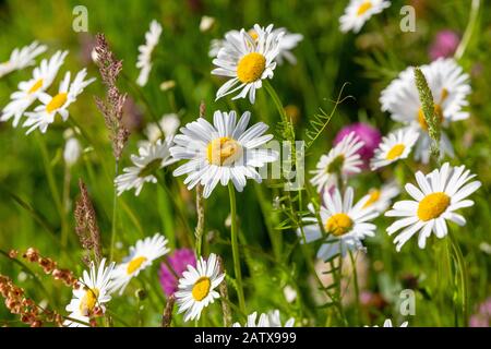Primo piano di un prato naturale con fiori primaverili come margherite e trifoglio rosso alla luce del sole di mattina presto. Foto Stock