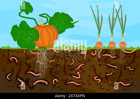 Macinato tagliato con lombrichi e verdure. Illustrazione di lombrichi nel suolo di giardino soil.Air e passaggio di acqua nel suolo creato da Eartworm.Vector Illustrazione Vettoriale