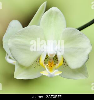 Orchidea falaenopsis gialla. Primo piano ad Anchieta, Stato di Espirito Santo, Brasile. Foto Stock