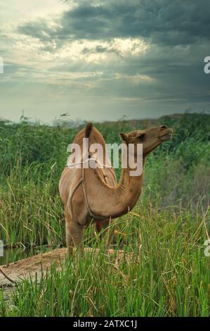 Cammello del deserto Saudita Arabico Foto Stock