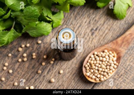 Una bottiglia di olio essenziale con semi di coriandolo e foglie di coriandolo sullo sfondo Foto Stock