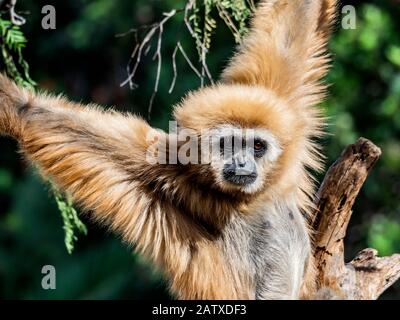 primo piano ritratto di gibbon bianco consegnato negli alberi Foto Stock