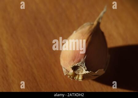 Aglio spicchio nella buccia sul tavolo soleggiato. Foto Stock