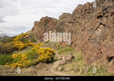 Un sentiero che segue la base delle scogliere di Salisbury Crags con gola in piena fioritura dall'altro lato, in Holyrood Park, Edimburgo Foto Stock