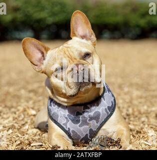 Frenchie testa maschile che si inclina vicino al suo cono di pino Foto Stock