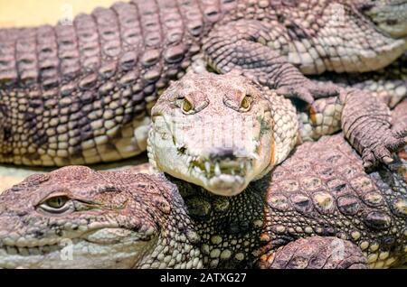 molti coccodrilli di alligatore pericolosi rettili carnivori si chiudono Foto Stock