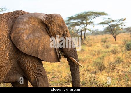 Vicino a un elefante che cammina attraverso il cespuglio Foto Stock