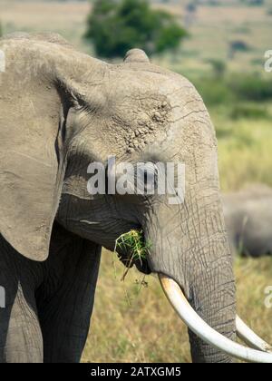 Vicino a un elefante che cammina attraverso il cespuglio Foto Stock