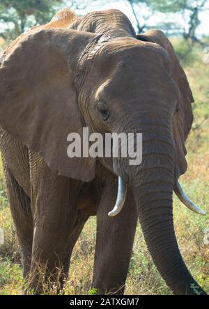 Vicino a un elefante che cammina attraverso il cespuglio Foto Stock