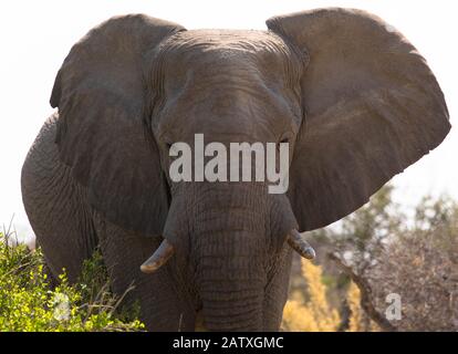 Vicino a un elefante che cammina attraverso il cespuglio Foto Stock