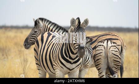 Una bella coppia zebra su un prato in Sud Africa Foto Stock