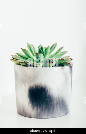 Belle piante succulente molto piccole nelle piantatrici in marmo geometrico succulente su ripiano bianco contro parete bianca. Stile di vita decorazione domestica Foto Stock