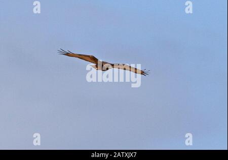 Jackal Buzzard (Buteo rufofuscus) adulto in volo Sud Africa Novembre Foto Stock