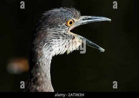 Giovane airone notturno giallo-coronato da vicino Foto Stock