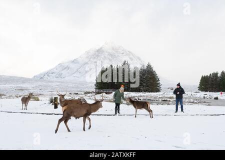 Cervi a Glen Coe fuori dal Kingshouse Hotel essendo alimentato da turisti nella neve con l'iconico Buachaille Etive Mor sullo sfondo, Scozia, Regno Unito Foto Stock