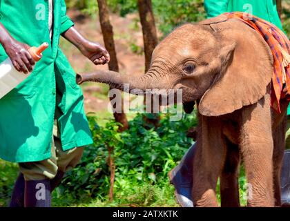 L'elefante orfano del bambino allunga il suo tronco piccolo fuori desideroso per il suo latte che alimenta. (Loxodonta africana) Foto Stock
