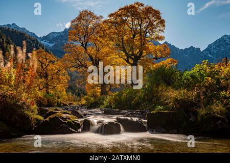 Acero autunnale (Acer) in controluce con piccolo torrente di montagna, Ahornboden, Hinterriss, Austria Foto Stock